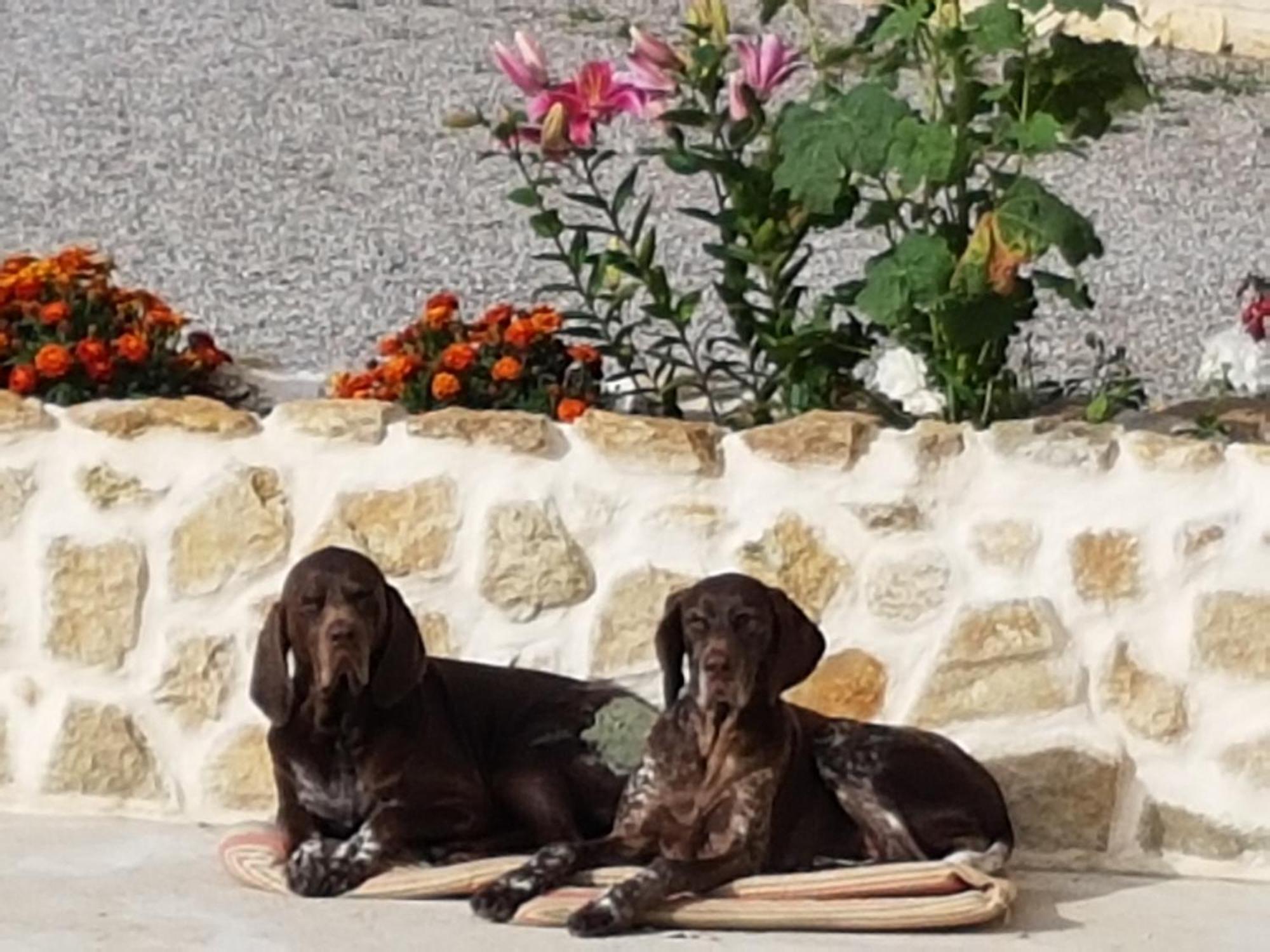 Le clos de Tournes Echinghen Exterior foto